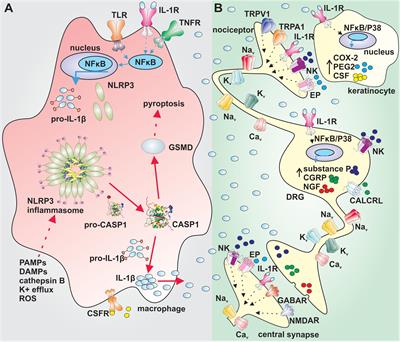 The NLRP3 Inflammasome: Role and Therapeutic Potential in Pain Treatment